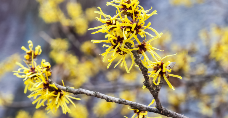 Hamamelis (Hamamelis virginiana)